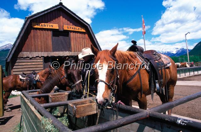 canada alberta 11.JPG - Centre équestreHorseback riding expeditionParc national des RocheusesBanffAlbertaCanada